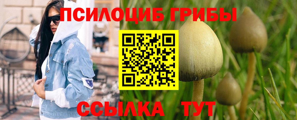 Миллерово  Псилоцибиновые грибы мицелий  Вход с VPN  Псилоцибиновые грибы Psilocybe 